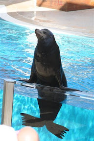 Seal at Seal Show.JPG