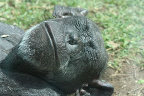 Chimp Sleeping.JPG