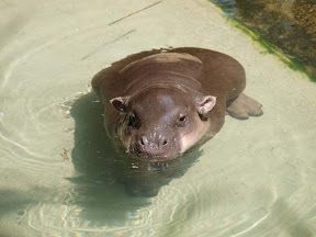 Hippo baby.jpg