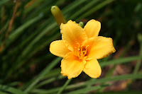 Yellow Day Lily taken outside around noon Yellow Day Lily taken outside around noon