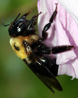 A close-up of a bumble bee on a pink flower.