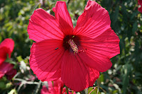 This gright red huge Hibiscus is nicknamed the 