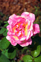Taken at the JC Raulston Arboretum in Raleigh, North Carolina Taken at the JC Raulston Arboretum in Raleigh, North Carolina