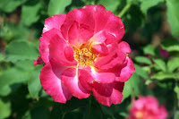 This rose shows the brilliant pink, white and yellow colours as it contrasts against the green foliage. Taken at the JC Raulston Arboretum in Raleigh, North Carolina