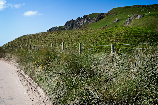 I just love the grass in the sand dunes.
