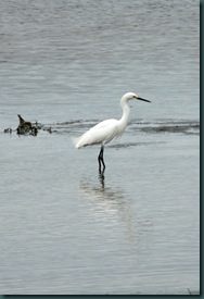 snowy egret (1)