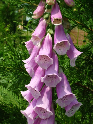 [Digitalis purpurea Common Foxglove 0510 (2).jpg]