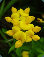 Yellow pea or yellow wild indigo Baptista (1)