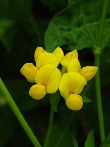 [Yellow pea or yellow wild indigo Baptisia[11].jpg]