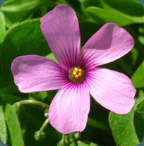 violet wood sorrel oxalis violacea (2)