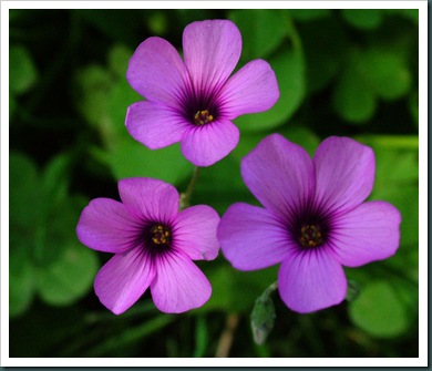 violet wood sorrel oxalis violacea (3)