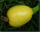 squash-yellow 0628