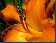 DSCF6605 DSCF6605