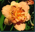 DSCF6359 DSCF6359