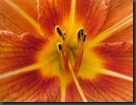 day lily