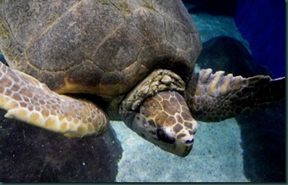 sea turtle (4) sea turtle (4)