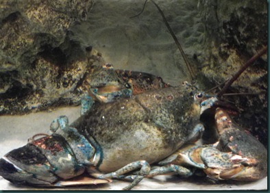 lobster large lobster large