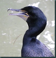 cormorant close (1) cormorant close (1)
