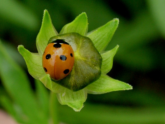 [ladybug0510 (2)[16].jpg]