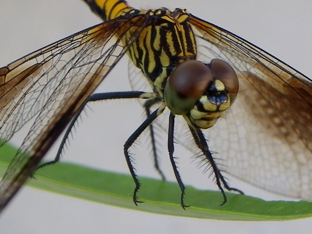 [dragonfly eye0710 (2)[14].jpg]
