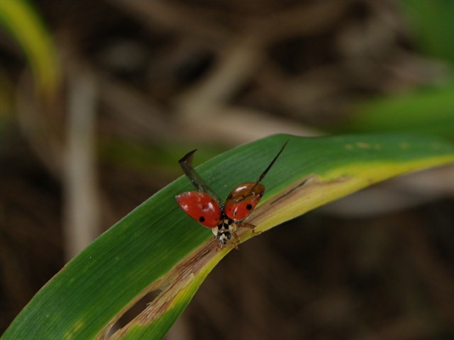 [ladybugwingsopen3.jpg]