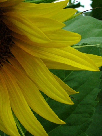 [sunflower petals0731 (3)[4].jpg]