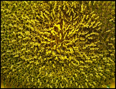 sunflower inside0731 (1)