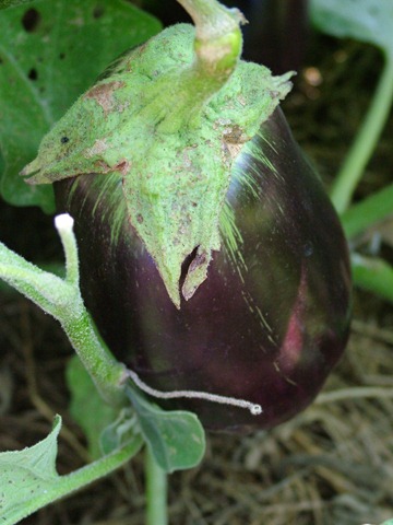 [eggplant (1)[5].jpg]