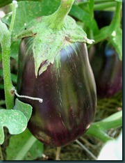 eggplant (2) eggplant (2)