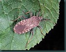 squash bug