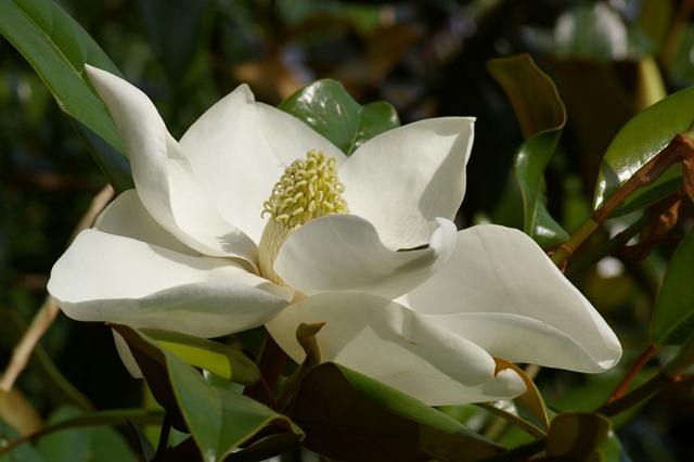 [magnolia1306073.jpg]