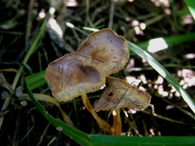 [mushrooms (1)[5].jpg]