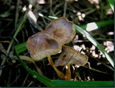 mushrooms (1) mushrooms (1)