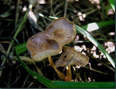 mushrooms (1)