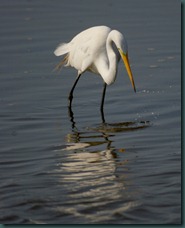 great egret reflects7 0607 edit great egret reflects7 0607 edit