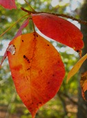 leaves103110 (8) leaves103110 (8)