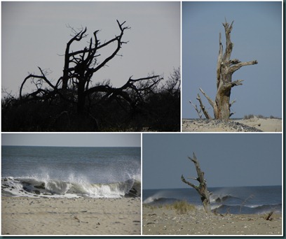beach tree collage