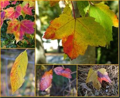 leaf colors collage