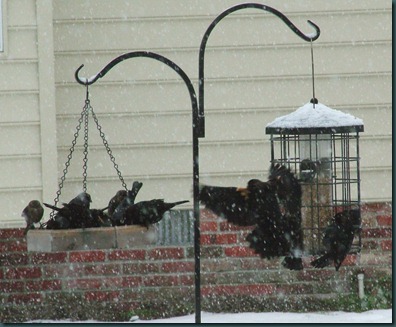 blackbirds in tree1210 (3)