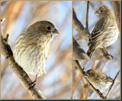 female housefinch collage