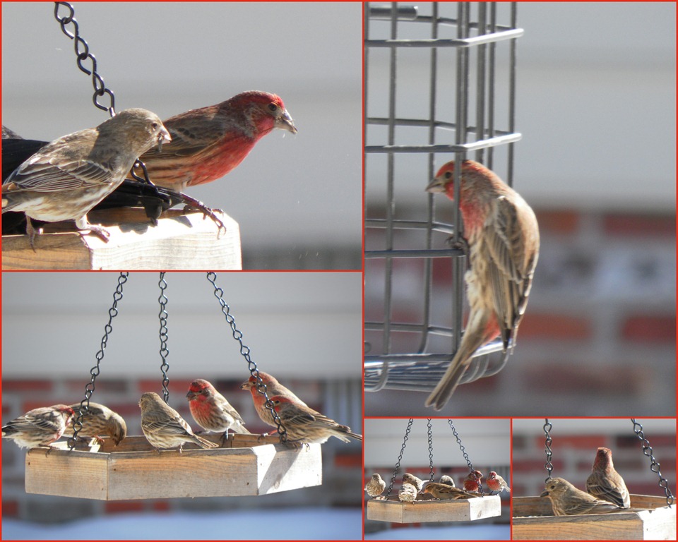 [finches feeding collage[15].jpg]