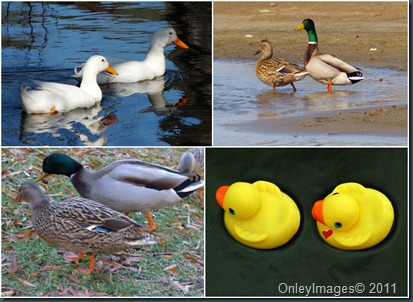 ducks collage