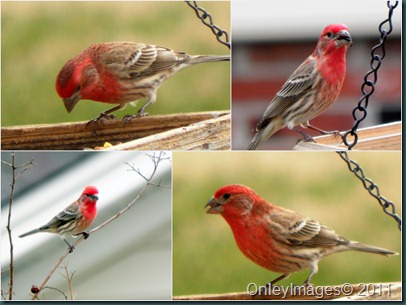 male housefinch collage1