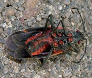 elder bug2