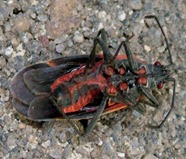 elder bug2 elder bug2