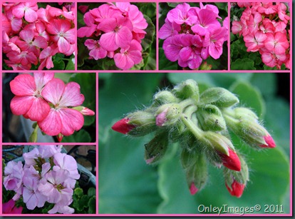 geranium collage0502 geranium collage0502