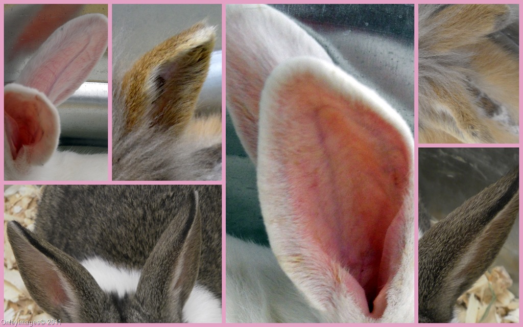 [bunny ears collage[9].jpg]