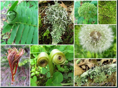 GSMNP flora collage2