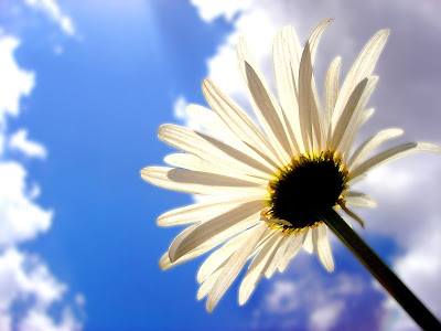 ws Iran Flower 1600x1200 HD Flower Wallpaper