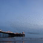 Brighton evening starlings Brighton evening starlings